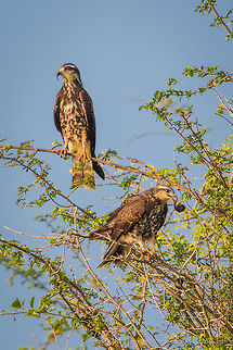 Snail Kites Snail Kites, Crooked Tree Wildlife Sanctuary, Belize - TR_130320_CTWS8137 Belize,CTWS,Crooked Tree Village,Crooked Tree wildlife Sanctuary,Rostrhamus sociabilis,Snail Kite,protected area,waterbirds