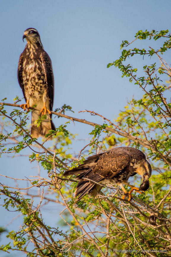 Snail Kites Snail Kites, Crooked Tree Wildlife Sanctuary, Belize - TR_130320_CTWS8140 Belize,CTWS,Crooked Tree Village,Crooked Tree wildlife Sanctuary,Rostrhamus sociabilis,Snail Kite,protected area,waterbirds