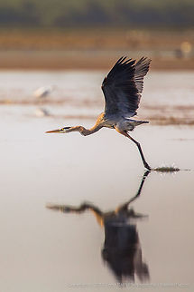 Great Blue Heron Great Blue Heron, Crooked Tree Wildlife Sanctuary, Belize - TR_130320_CTWS8211 Ardea herodias,Belize,CTWS,Crooked Tree Village,Crooked Tree wildlife Sanctuary,Great Blue Heron,protected area,waterbirds