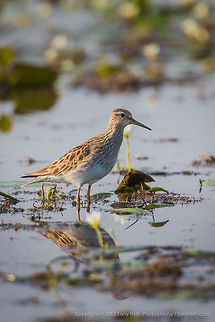 Lesser Yellowlegs Lesser Yellowlegs, Crooked Tree Wildlife Sanctuary, Belize - TR_130320_CTWS8183 Belize,CTWS,Crooked Tree Village,Crooked Tree wildlife Sanctuary,Lesser Yellowlegs,Tringa flavipes,protected area,waterbirds