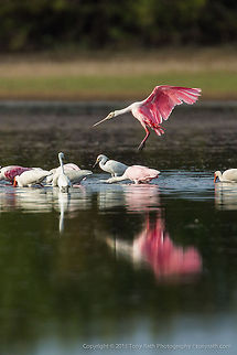 Roseate Spoonbill landing Roseate Spoonbill landing, Crooked Tree Wildlife Sanctuary, Belize - TR_130320_CTWS8277 Belize,CTWS,Crooked Tree Village,Crooked Tree wildlife Sanctuary,Platalea ajaja,Roseate Spoonbill,protected area,waterbirds