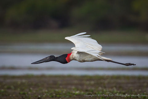 Jabiru Stork Jabiru Stork, Crooked Tree Wildlife Sanctuary, Belize - TR_130320_CTWS8530 Belize,CTWS,Crooked Tree Village,Crooked Tree wildlife Sanctuary,Jabiru,Jabiru mycteria,protected area,waterbirds