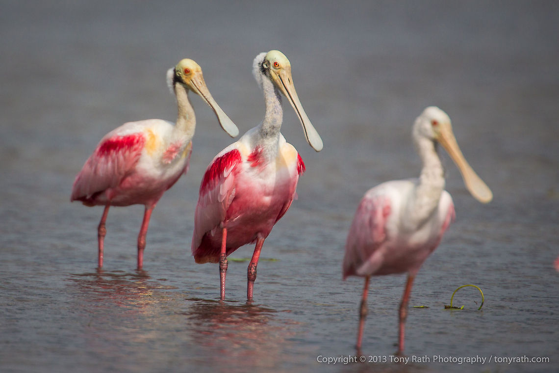 Roseate Spoonbills Roseate Spoonbills, Crooked Tree Wildlife Sanctuary, Belize - TR_130320_CTWS8519 Belize,CTWS,Crooked Tree Village,Crooked Tree wildlife Sanctuary,Platalea ajaja,Roseate Spoonbill,protected area,waterbirds