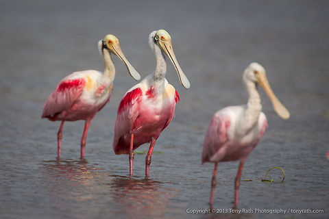 Roseate Spoonbills Roseate Spoonbills, Crooked Tree Wildlife Sanctuary, Belize - TR_130320_CTWS8519 Belize,CTWS,Crooked Tree Village,Crooked Tree wildlife Sanctuary,Platalea ajaja,Roseate Spoonbill,protected area,waterbirds