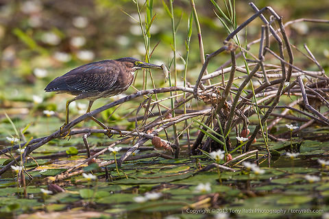 Green Heron Feeding Green Heron Feeding, Crooked Tree Wildlife Sanctuary, Belize - TR_130320_CTWS8363 Belize,Butorides virescens,CTWS,Crooked Tree Village,Crooked Tree wildlife Sanctuary,Green Heron,protected area,waterbirds