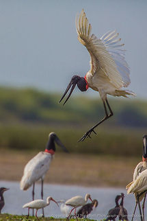 Jabiru Stork Jabiru Stork, Crooked Tree Wildlife Sanctuary, Belize - TR_130320_CTWS8535 Belize,CTWS,Crooked Tree Village,Crooked Tree wildlife Sanctuary,Jabiru,Jabiru mycteria,protected area,waterbirds