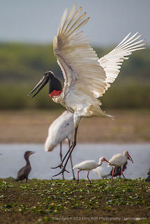 Jabiru Stork Jabiru Stork, Crooked Tree Wildlife Sanctuary, Belize - TR_130320_CTWS8536 Belize,CTWS,Crooked Tree Village,Crooked Tree wildlife Sanctuary,Jabiru,Jabiru mycteria,protected area,waterbirds
