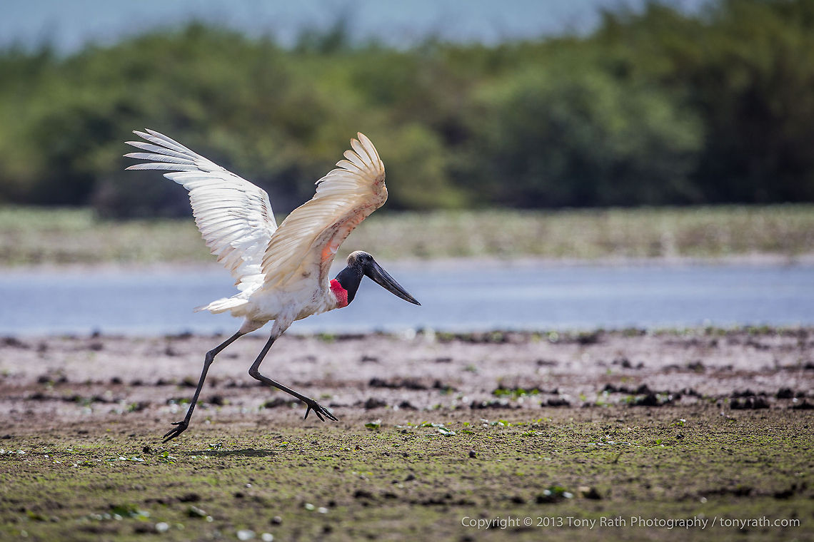 Jabiru Stork Jabiru Stork, Crooked Tree Wildlife Sanctuary, Belize - TR_130320_CTWS8842 Belize,CTWS,Crooked Tree Village,Crooked Tree wildlife Sanctuary,Jabiru,Jabiru mycteria,protected area,waterbirds