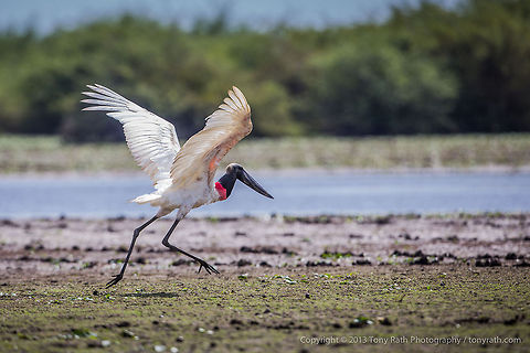 Jabiru Stork Jabiru Stork, Crooked Tree Wildlife Sanctuary, Belize - TR_130320_CTWS8842 Belize,CTWS,Crooked Tree Village,Crooked Tree wildlife Sanctuary,Jabiru,Jabiru mycteria,protected area,waterbirds
