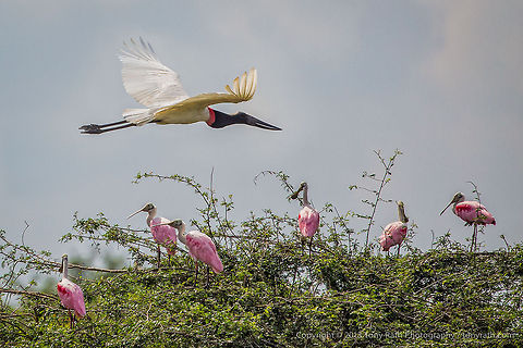 Jabiru Stork flies past Roseate Spoonbills Jabiru Stork and Roseate Spoonbills, Crooked Tree Wildlife Sanctuary, Belize - TR_130320_CTWS8832 Belize,CTWS,Crooked Tree Village,Crooked Tree wildlife Sanctuary,Jabiru,Jabiru mycteria,protected area,waterbirds