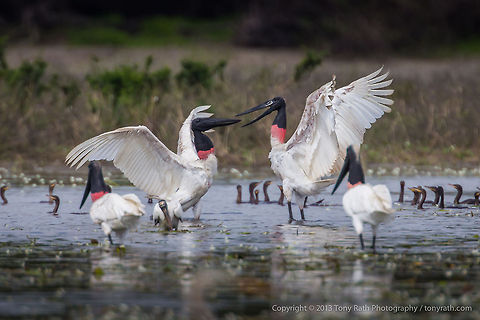 Jabiru Storks Jabiru Storks fighting, Crooked Tree Wildlife Sanctuary, Belize - TR_130320_CTWS8916 Belize,CTWS,Crooked Tree Village,Crooked Tree wildlife Sanctuary,Jabiru,Jabiru mycteria,protected area,waterbirds