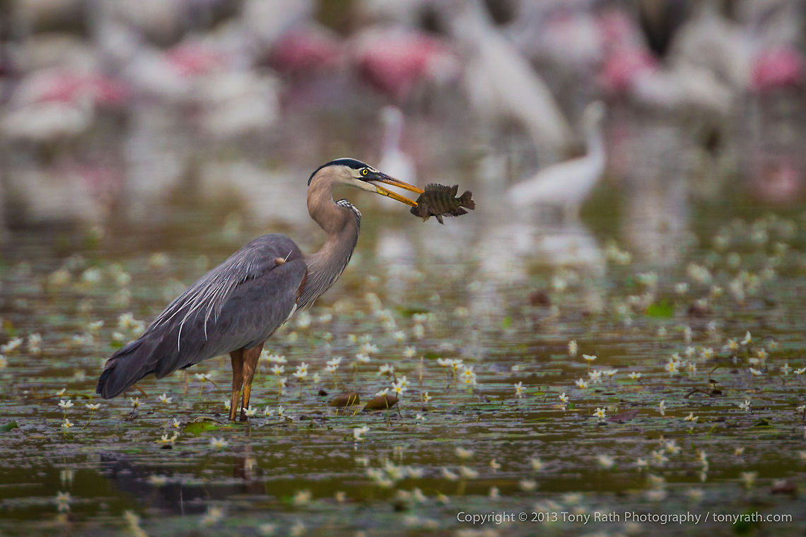 Great Blue Heron Great Blue Heron feeding, Crooked Tree Wildlife Sanctuary, Belize - TR_130320_CTWS8973 Ardea herodias,Belize,CTWS,Crooked Tree Village,Crooked Tree wildlife Sanctuary,Great Blue Heron,protected area,waterbirds