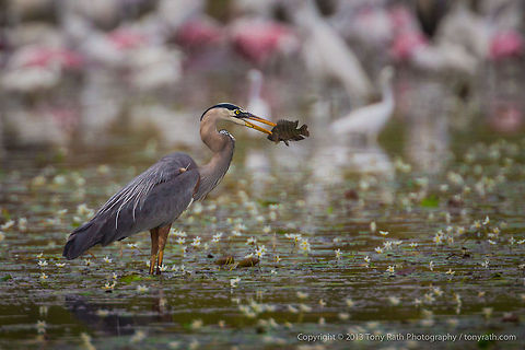 Great Blue Heron Great Blue Heron feeding, Crooked Tree Wildlife Sanctuary, Belize - TR_130320_CTWS8973 Ardea herodias,Belize,CTWS,Crooked Tree Village,Crooked Tree wildlife Sanctuary,Great Blue Heron,protected area,waterbirds
