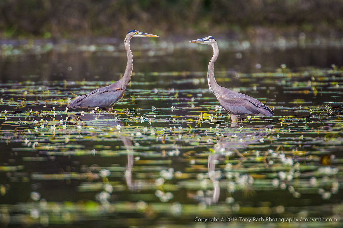 Great Blue Herons Great Blue Herons Face-off, Crooked Tree Wildlife Sanctuary, Belize - TR_130320_CTWS9045 Ardea herodias,Belize,CTWS,Crooked Tree Village,Crooked Tree wildlife Sanctuary,Great Blue Heron,protected area,waterbirds