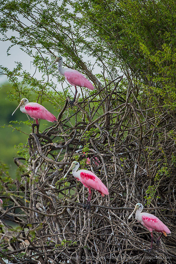Roseate Spoonbills Roseate Spoonbills, Crooked Tree Wildlife Sanctuary, Belize - TR_130320_CTWS8883 Belize,CTWS,Crooked Tree Village,Crooked Tree wildlife Sanctuary,Platalea ajaja,Roseate Spoonbill,protected area,waterbirds