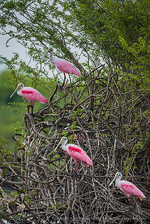Roseate Spoonbills Roseate Spoonbills, Crooked Tree Wildlife Sanctuary, Belize - TR_130320_CTWS8883 Belize,CTWS,Crooked Tree Village,Crooked Tree wildlife Sanctuary,Platalea ajaja,Roseate Spoonbill,protected area,waterbirds