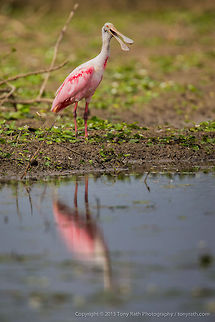 Roseate Spoonbill Roseate Spoonbill, Crooked Tree Wildlife Sanctuary, Belize - TR_130320_CTWS9052 Belize,CTWS,Crooked Tree Village,Crooked Tree wildlife Sanctuary,Platalea ajaja,Roseate Spoonbill,protected area,waterbirds