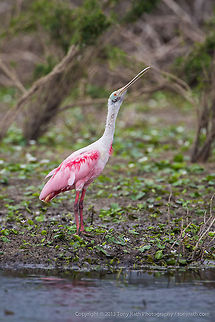 Roseate Spoonbill Roseate Spoonbill, Crooked Tree Wildlife Sanctuary, Belize - TR_130320_CTWS9058 Belize,CTWS,Crooked Tree Village,Crooked Tree wildlife Sanctuary,Platalea ajaja,Roseate Spoonbill,protected area,waterbirds
