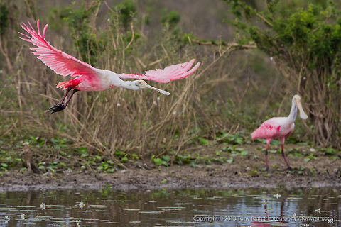 Roseate Spoonbills Roseate Spoonbills, Crooked Tree Wildlife Sanctuary, Belize - TR_130320_CTWS9083 Belize,CTWS,Crooked Tree Village,Crooked Tree wildlife Sanctuary,Platalea ajaja,Roseate Spoonbill,protected area,waterbirds