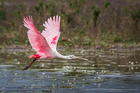 Roseate Spoonbill Roseate Spoonbill, Crooked Tree Wildlife Sanctuary, Belize - TR_130320_CTWS9085 Belize,CTWS,Crooked Tree Village,Crooked Tree wildlife Sanctuary,Platalea ajaja,Roseate Spoonbill,protected area,waterbirds