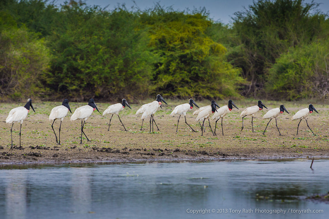 Jabiru Storks Jabiru Storks, Crooked Tree Wildlife Sanctuary, Belize - TR_130320_CTWS9171 Belize,CTWS,Crooked Tree Village,Crooked Tree wildlife Sanctuary,Jabiru,Jabiru mycteria,protected area,waterbirds