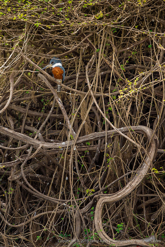 Ringed Kingfisher Ringed Kingfisher, Crooked Tree Wildlife Sanctuary, Belize - TR_130320_CTWS9240 Belize,CTWS,Crooked Tree Village,Crooked Tree wildlife Sanctuary,Megaceryle torquata,Ringed Kingfisher,protected area,waterbirds