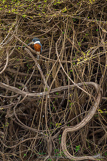 Ringed Kingfisher Ringed Kingfisher, Crooked Tree Wildlife Sanctuary, Belize - TR_130320_CTWS9240 Belize,CTWS,Crooked Tree Village,Crooked Tree wildlife Sanctuary,Megaceryle torquata,Ringed Kingfisher,protected area,waterbirds