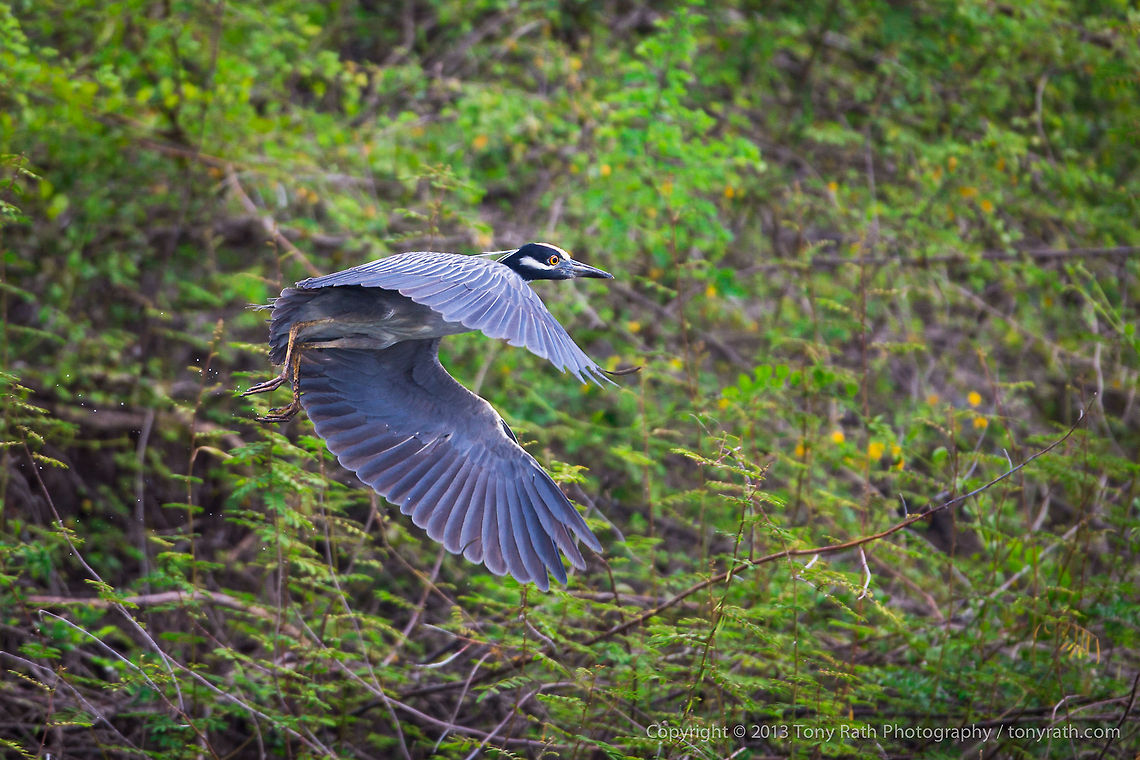 Yellow-crowned Nightheron Yellow-crowned Nightheron, Crooked Tree Wildlife Sanctuary, Belize - TR_130320_CTWS9273 Belize,CTWS,Crooked Tree Village,Crooked Tree wildlife Sanctuary,Nyctanassa violacea,Yellow-crowned Night Heron,protected area,waterbirds