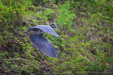 Yellow-crowned Nightheron Yellow-crowned Nightheron, Crooked Tree Wildlife Sanctuary, Belize - TR_130320_CTWS9273 Belize,CTWS,Crooked Tree Village,Crooked Tree wildlife Sanctuary,Nyctanassa violacea,Yellow-crowned Night Heron,protected area,waterbirds