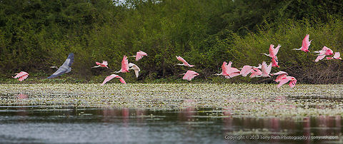 Roseate Spoonbills Roseate Spoonbills, Crooked Tree Wildlife Sanctuary, Belize - TR_130320_CTWS9212 Belize,CTWS,Crooked Tree Village,Crooked Tree wildlife Sanctuary,Platalea ajaja,Roseate Spoonbill,protected area,waterbirds