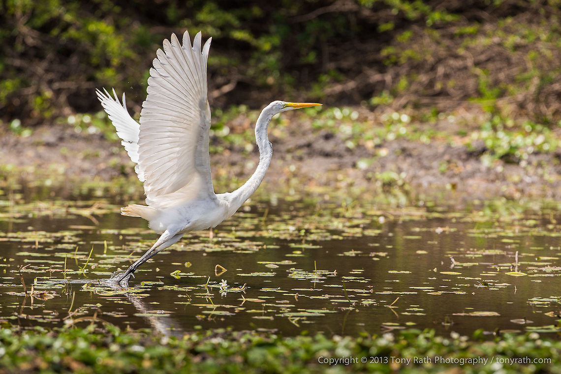 Great Egret Great Egret taking off, Crooked Tree Wildlife Sanctuary, Belize - TR_130320_CTWS9321 Ardea alba,Belize,CTWS,Crooked Tree Village,Crooked Tree wildlife Sanctuary,Great Egret,protected area,waterbirds