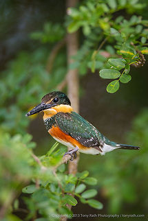 Pygmy Kingfisher Pygmy Kingfisher, Crooked Tree Wildlife Sanctuary, Belize - TR_130320_CTWS9362 American Pygmy Kingfisher,Belize,CTWS,Chloroceryle aenea,Crooked Tree Village,Crooked Tree wildlife Sanctuary,protected area,waterbirds