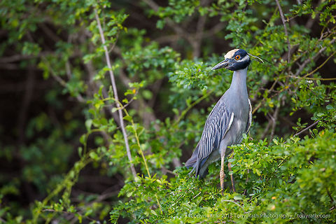 Yellow-crowned Nightheron Yellow-crowned Nightheron Crooked Tree Wildlife Sanctuary, Belize - TR_130320_CTWS9338 Belize,CTWS,Crooked Tree Village,Crooked Tree wildlife Sanctuary,Nyctanassa violacea,Yellow-crowned Night Heron,protected area,waterbirds
