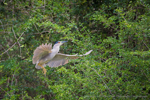 Black Crowned Nightheron Black Crowned Nightheron, Crooked Tree Wildlife Sanctuary, Belize -TR_130320_CTWS9371  Belize,Black-crowned Night Heron,CTWS,Crooked Tree Village,Crooked Tree wildlife Sanctuary,Geotagged,Nycticorax nycticorax,protected area,waterbirds