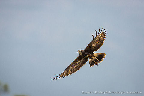 Snail kite Snail kite flying, Crooked Tree Wildlife Sanctuary, Belize - TR_130320_CTWS9421 Belize,CTWS,Crooked Tree Village,Crooked Tree wildlife Sanctuary,Geotagged,Rostrhamus sociabilis,Snail Kite,protected area,waterbirds