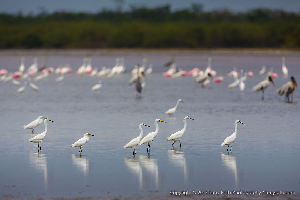 Snowy Egrets  Crooked Tree Wildlife Sanctuary, Belize - TR_130320_CTWS9443 Belize,CTWS,Crooked Tree Village,Crooked Tree wildlife Sanctuary,Egretta thula,Geotagged,Snowy Egret,protected area,waterbirds