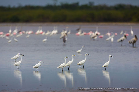 Snowy Egrets  Crooked Tree Wildlife Sanctuary, Belize - TR_130320_CTWS9443 Belize,CTWS,Crooked Tree Village,Crooked Tree wildlife Sanctuary,Egretta thula,Geotagged,Snowy Egret,protected area,waterbirds