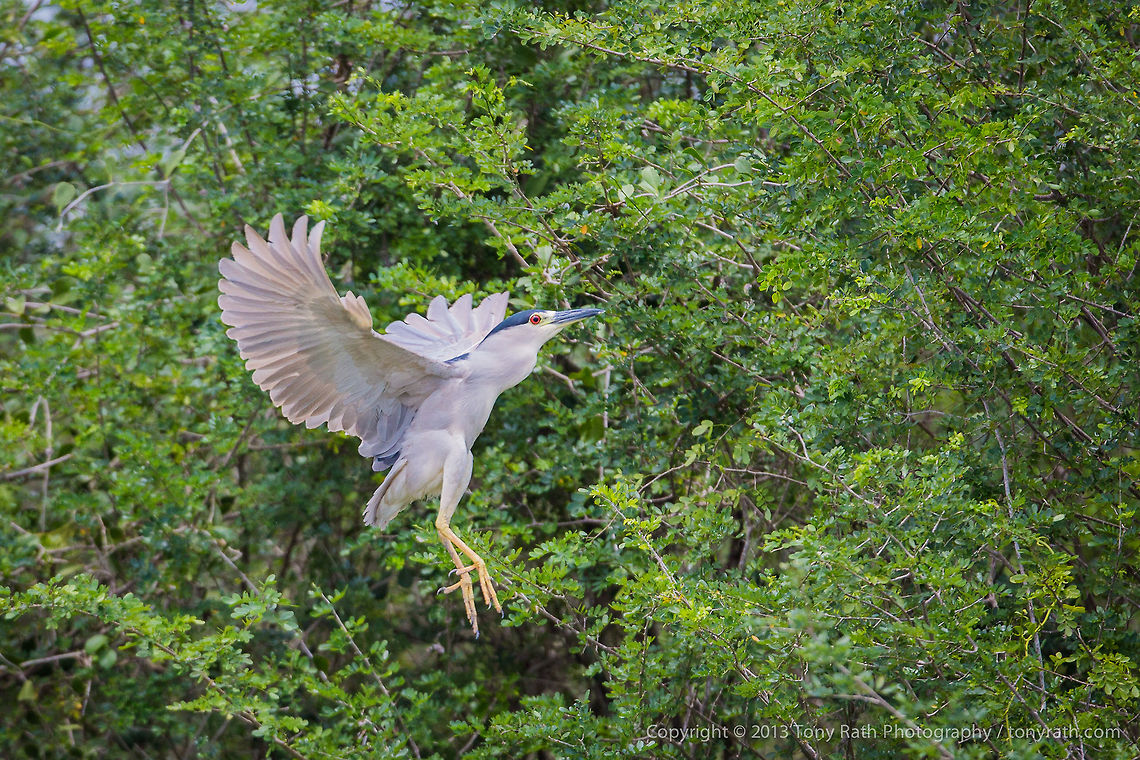 Black Crowned Nightheron Black Crowned Nightheron, Crooked Tree Wildlife Sanctuary, Belize - TR_130320_CTWS9372 Belize,Black-crowned Night Heron,CTWS,Crooked Tree Village,Crooked Tree wildlife Sanctuary,Geotagged,Nycticorax nycticorax,protected area,waterbirds