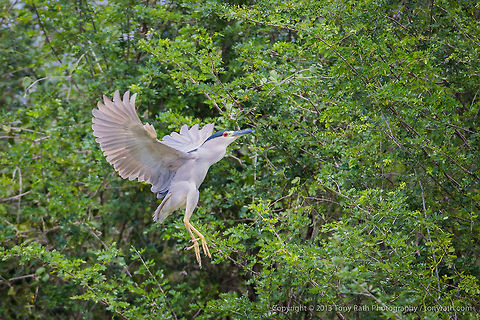 Black Crowned Nightheron Black Crowned Nightheron, Crooked Tree Wildlife Sanctuary, Belize - TR_130320_CTWS9372 Belize,Black-crowned Night Heron,CTWS,Crooked Tree Village,Crooked Tree wildlife Sanctuary,Geotagged,Nycticorax nycticorax,protected area,waterbirds