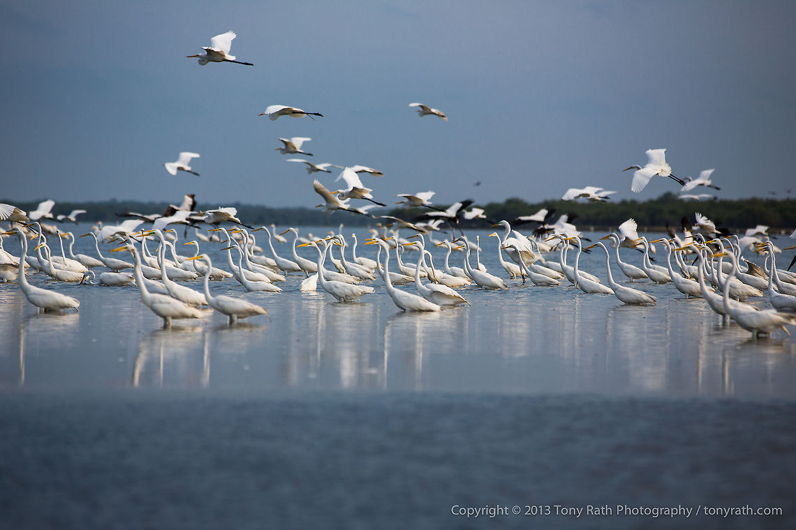 Great Egrets Flock of Great Egrets, Crooked Tree Wildlife Sanctuary, Belize - TR_130320_CTWS9537 Ardea alba,Belize,CTWS,Crooked Tree Village,Crooked Tree wildlife Sanctuary,Geotagged,Great Egret,waterbirds