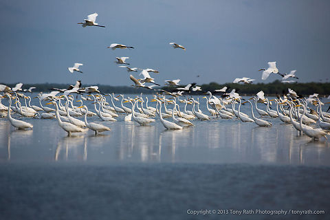 Great Egrets Flock of Great Egrets, Crooked Tree Wildlife Sanctuary, Belize - TR_130320_CTWS9537 Ardea alba,Belize,CTWS,Crooked Tree Village,Crooked Tree wildlife Sanctuary,Geotagged,Great Egret,waterbirds