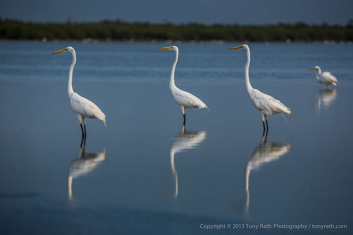 Great Egrets Great Egrets, Crooked Tree Wildlife Sanctuary, Belize <br />
TR_130320_CTWS9558 Ardea alba,Belize,CTWS,Crooked Tree Village,Crooked Tree wildlife Sanctuary,Geotagged,Great Egret,waterbirds