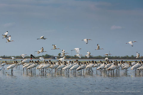 Wood Storks Wood Storks, Crooked Tree Wildlife Sanctuary, Belize 
TR_130320_CTWS9620 Belize,CTWS,Crooked Tree Village,Crooked Tree wildlife Sanctuary,Geotagged,Mycteria americana,Wood Stork,waterbirds