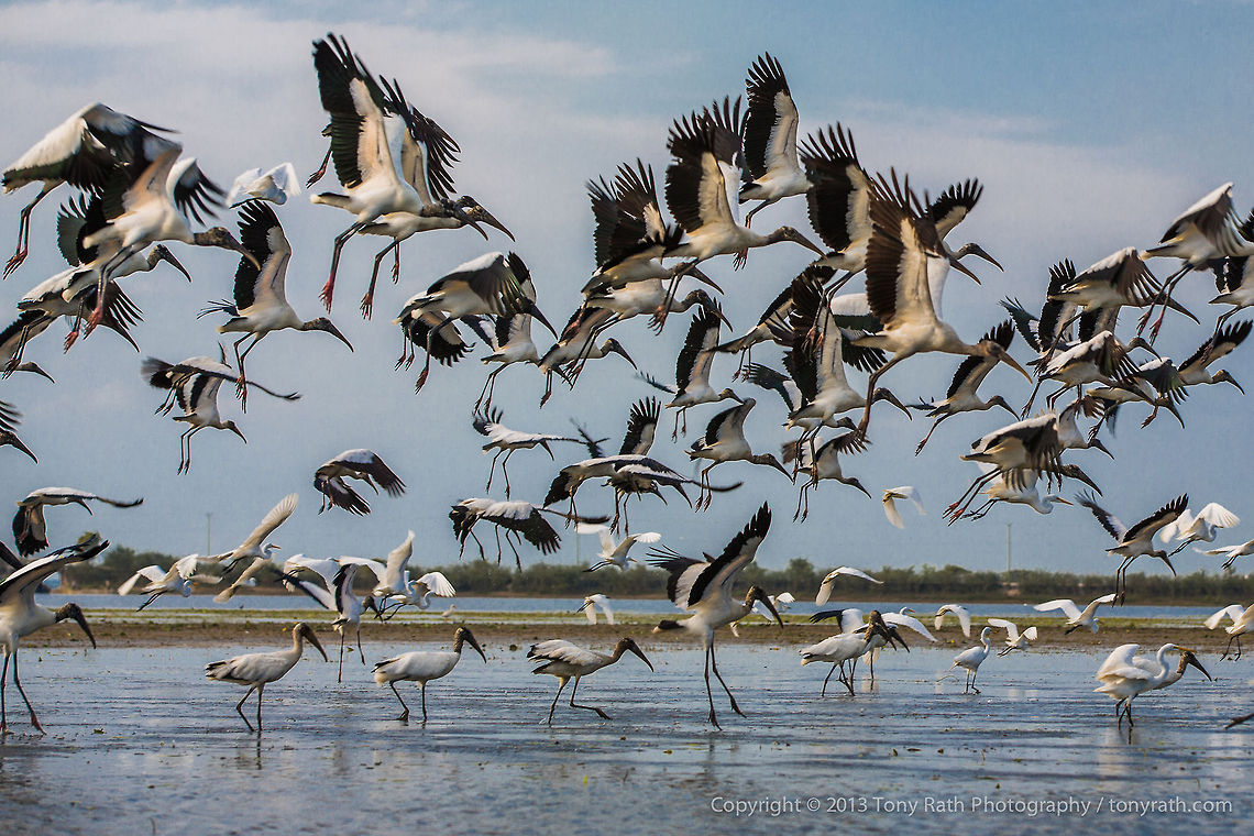 Wood Storks Wood Storks, Crooked Tree Wildlife Sanctuary, Belize <br />
TR_130320_CTWS9624 Belize,CTWS,Crooked Tree Village,Crooked Tree wildlife Sanctuary,Geotagged,Mycteria americana,Wood Stork,waterbirds