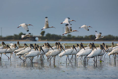 Wood Storks Wood Storks, Crooked Tree Wildlife Sanctuary, Belize 
TR_130320_CTWS9617 Belize,CTWS,Crooked Tree Village,Crooked Tree wildlife Sanctuary,Geotagged,Mycteria americana,Wood Stork,waterbirds
