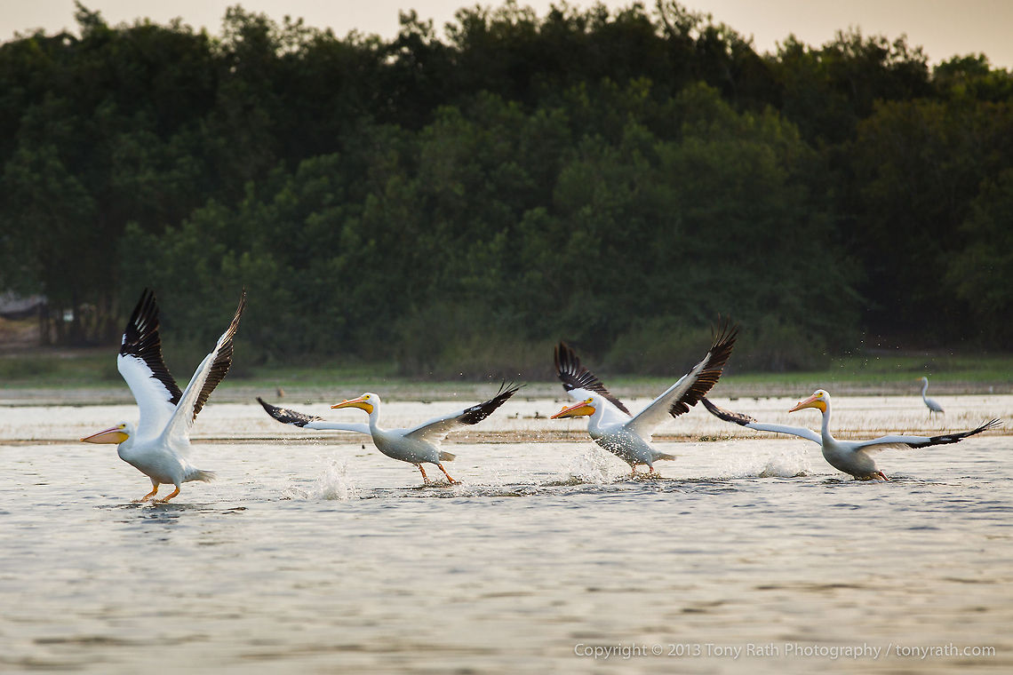 White Pelicans White Pelicans, Crooked Tree Wildlife Sanctuary, Belize <br />
TR_130320_CTWS9668 American White Pelican,Belize,CTWS,Crooked Tree Village,Crooked Tree wildlife Sanctuary,Geotagged,Pelecanus erythrorhynchos,waterbirds