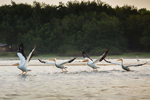 White Pelicans White Pelicans, Crooked Tree Wildlife Sanctuary, Belize 
TR_130320_CTWS9668 American White Pelican,Belize,CTWS,Crooked Tree Village,Crooked Tree wildlife Sanctuary,Geotagged,Pelecanus erythrorhynchos,waterbirds