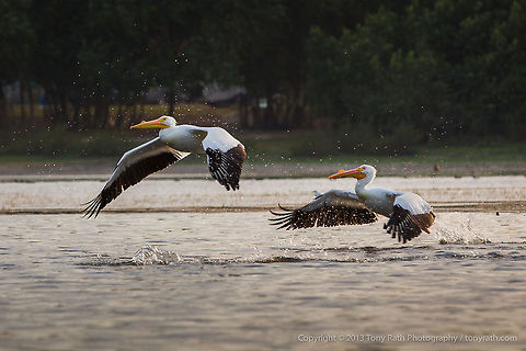White Pelicans White Pelicans, Crooked Tree Wildlife Sanctuary, Belize 
TR_130320_CTWS9670 American White Pelican,Belize,CTWS,Crooked Tree Village,Crooked Tree wildlife Sanctuary,Geotagged,Pelecanus erythrorhynchos,waterbirds