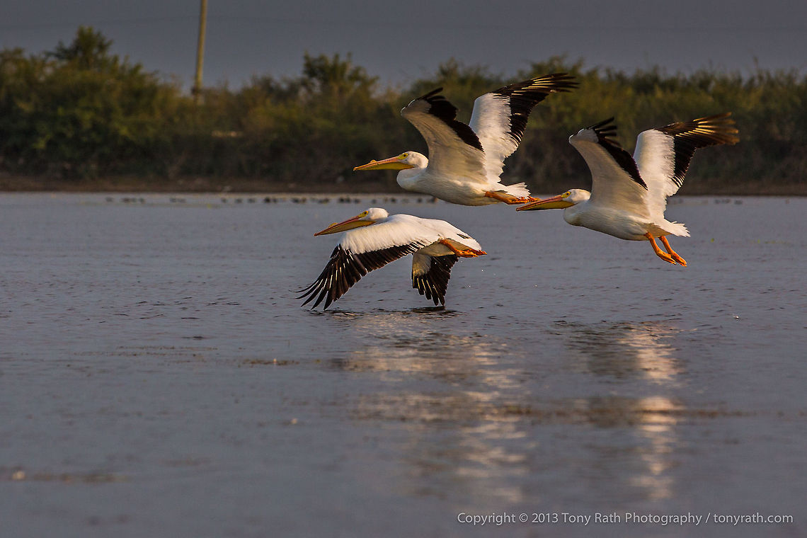 White Pelicans White Pelicans, Crooked Tree Wildlife Sanctuary, Belize <br />
TR_130320_CTWS9726 American White Pelican,Belize,CTWS,Crooked Tree Village,Crooked Tree wildlife Sanctuary,Geotagged,Pelecanus erythrorhynchos,waterbirds
