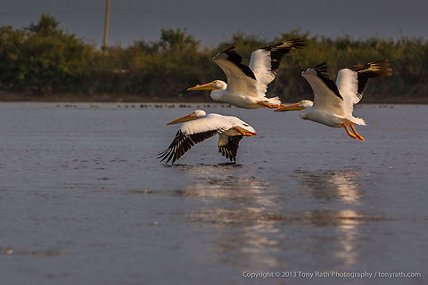 White Pelicans White Pelicans, Crooked Tree Wildlife Sanctuary, Belize 
TR_130320_CTWS9726 American White Pelican,Belize,CTWS,Crooked Tree Village,Crooked Tree wildlife Sanctuary,Geotagged,Pelecanus erythrorhynchos,waterbirds